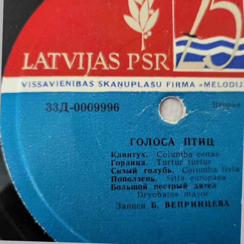 25 Linnuhääled